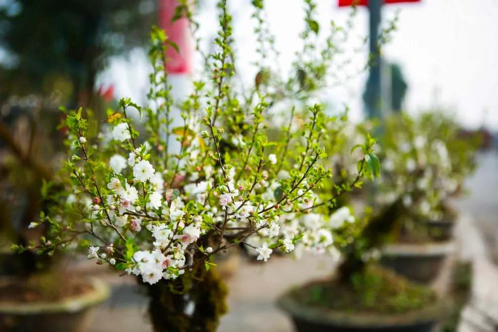 Với sắc trắng đặc trưng, tạo nên sự thu hút ngay từ ánh nhìn đầu tiên. Hiện nay, loài hoa này rất phổ biến tại Việt Nam và được mệnh danh là vua của những loài hoa trong ngày Tết.