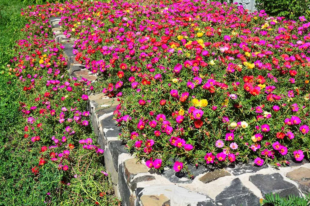 Bạn có thể bố trí sắc màu hoa tùy ý, tạo ra sự phong phú và đa dạng cho không gian sân vườn