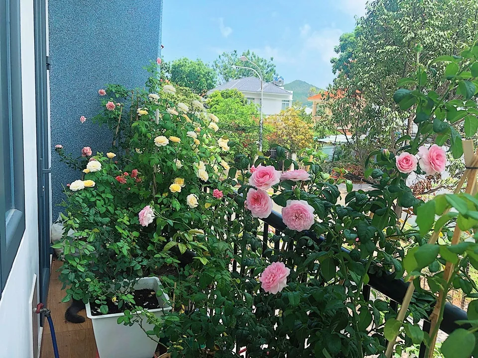 Bạn hoàn toàn có thể trồng hồng leo tại ban công, chỉ cần biết cách chăm sóc, cây vẫn sẽ cho rất nhiều hoa đẹp