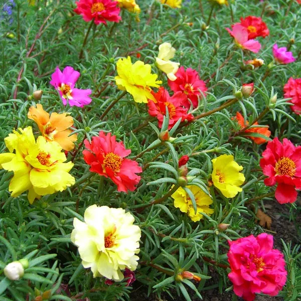 Bụi cây hoa mười giờ với màu sắc bông hoa sặc sỡ