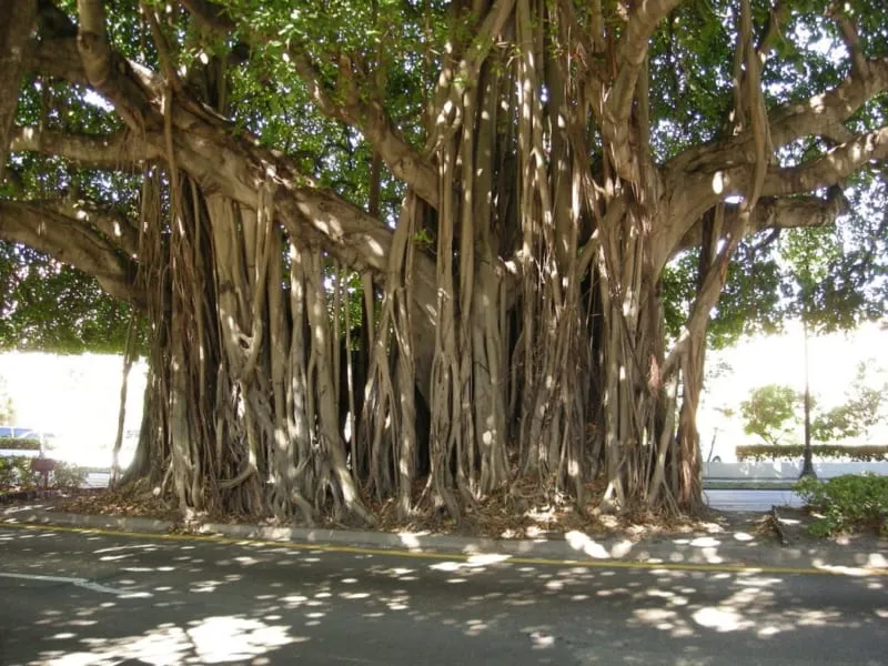 Cây si là một cây cổ thụ lâu năm có bộ rễ phụ vô cùng đặc biệt