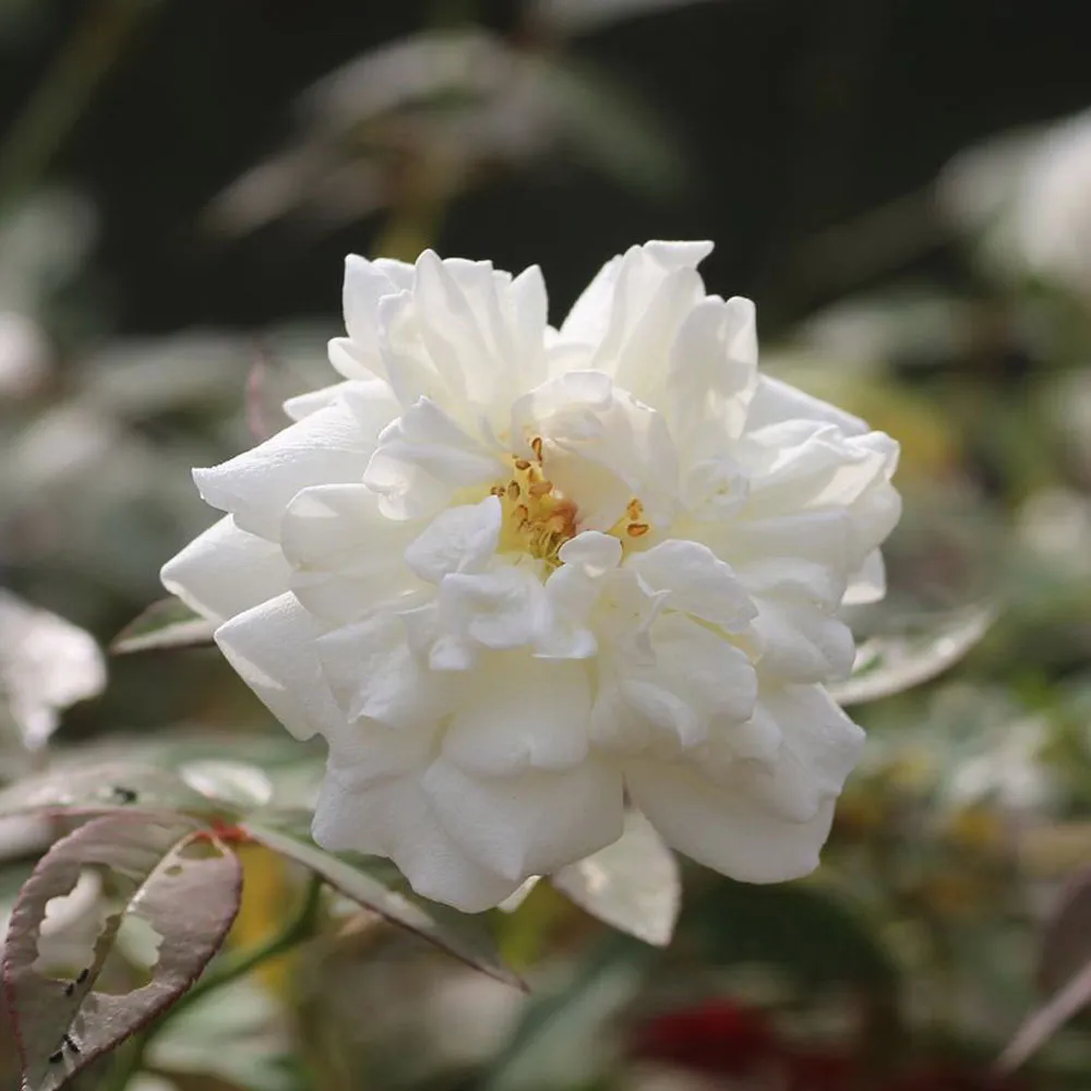 Hoa hồng bạch xếp Nam Định ngoài trang trí còn có thể làm thuốc trị ho