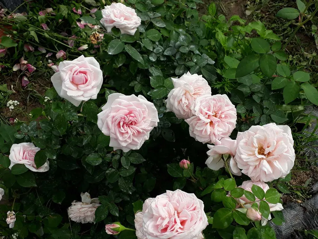Hoa hồng cổ Vân Khôi mang ý nghĩa về sự quyền quý