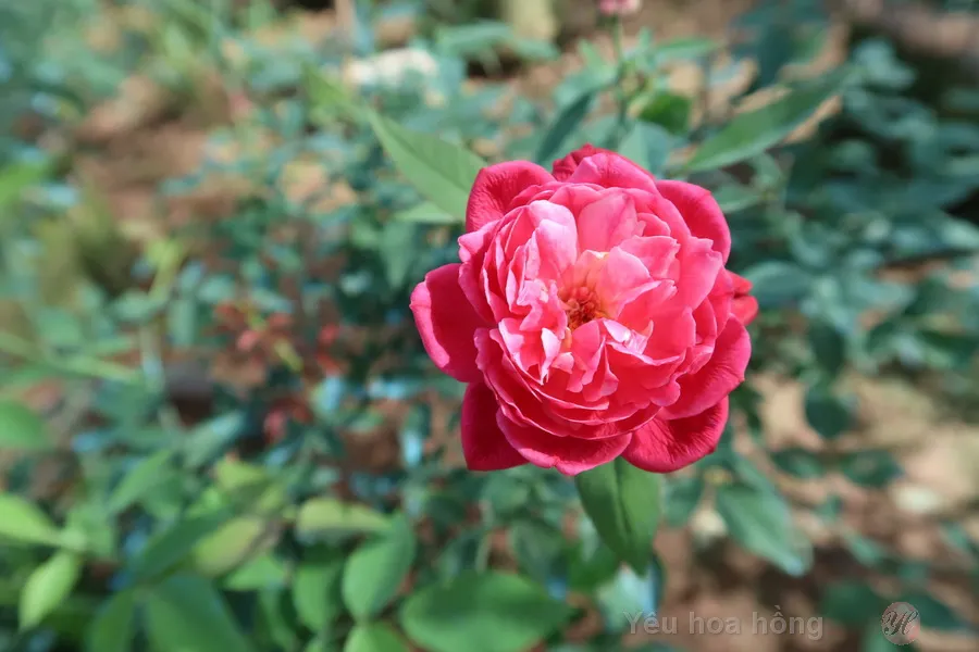 Hoa hồng quế mang theo vẻ đẹp của người con gái Huế