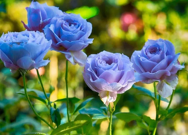 21+ Hình ảnh Hoa Hồng Xanh cực đẹp, vạn người mê!!! | Hoa hồng xanh, Hoa  hồng, Hoa