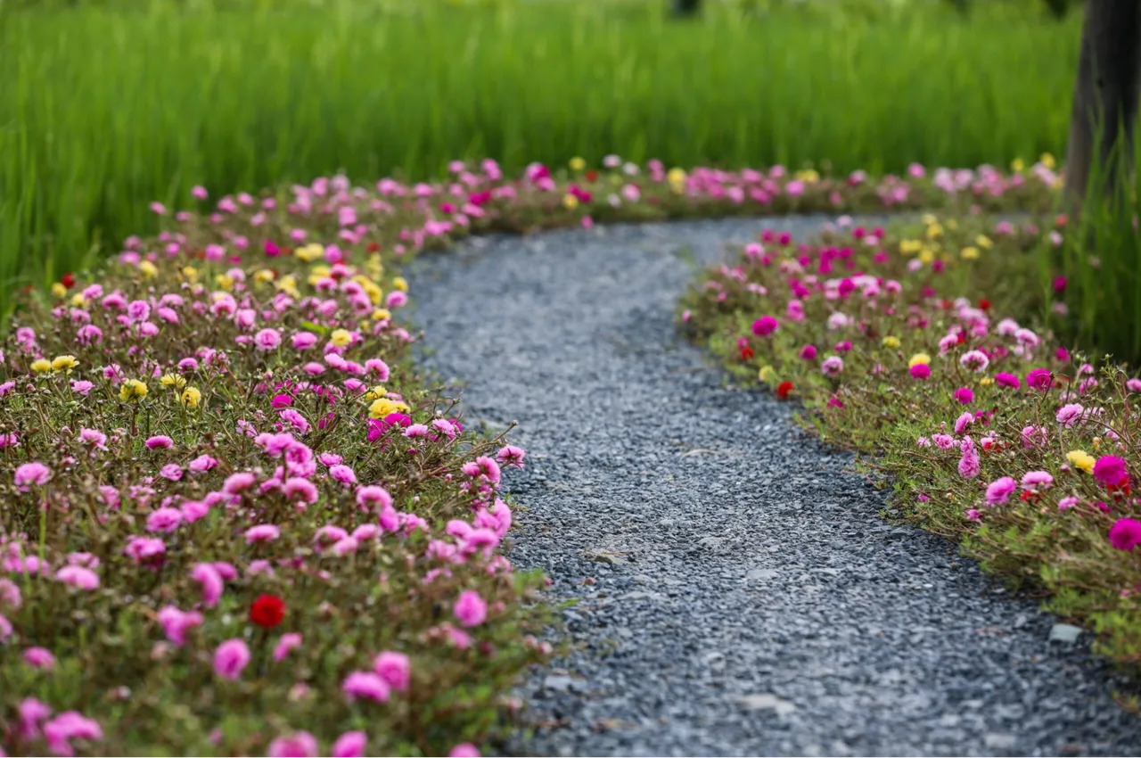 Hoa mười giờ thường được bố trí thành các khóm, bụi hoa trong sân vườn.