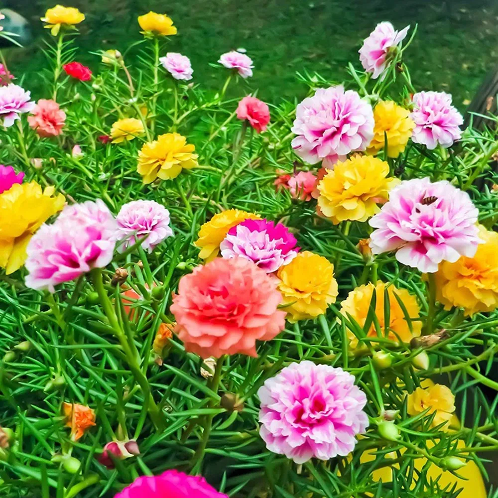 Loại hoa mười giờ Thái phổ biến tại Việt Nam