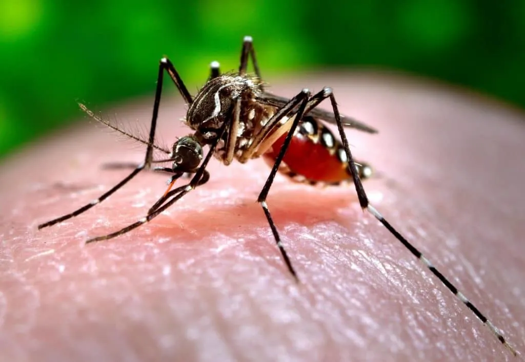 Muỗi gây hại cho sức khỏe