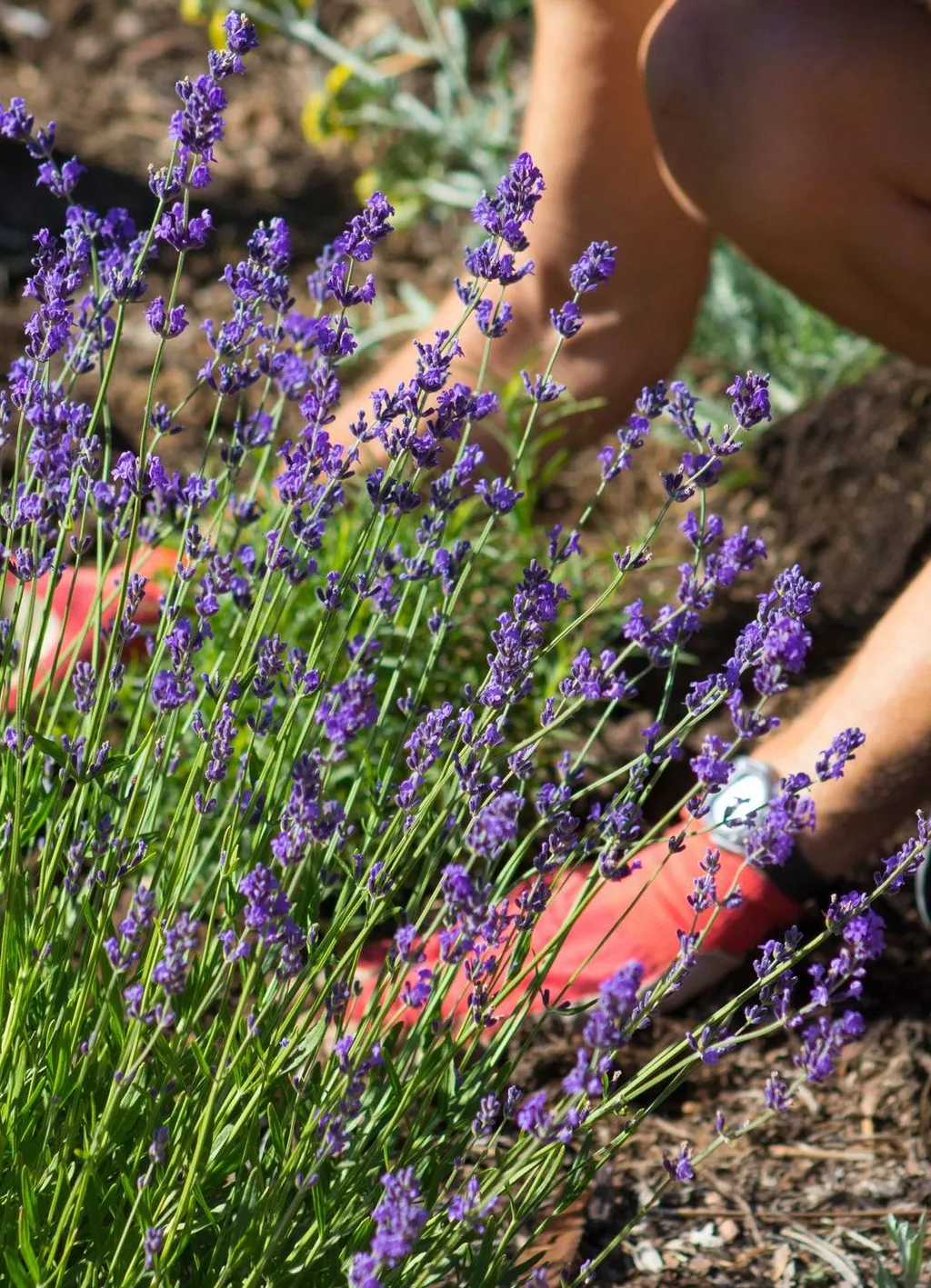 Bạn có thể tự trồng hoa oải hương tại nhà