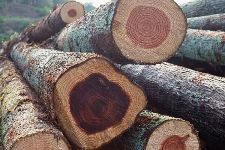 Gỗ gụ là một trong những loại gỗ quý hiếm hiện nay