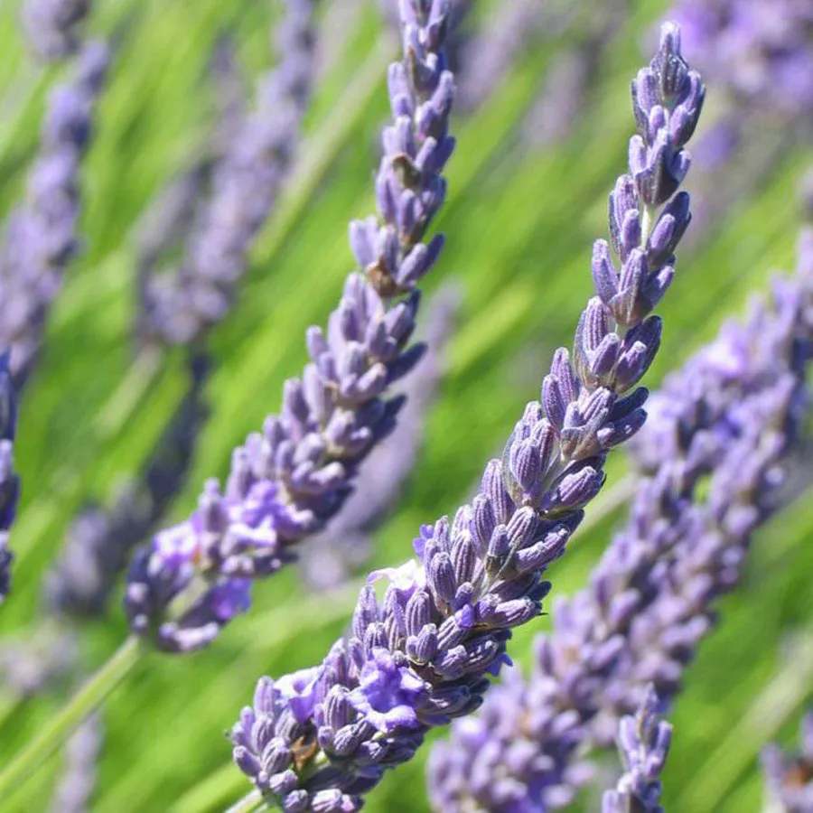 Loài hoa oải hương Spike Lavender