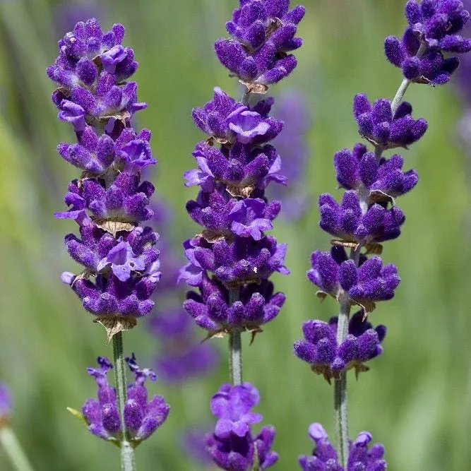 Loài hoa oải hương True Lavender