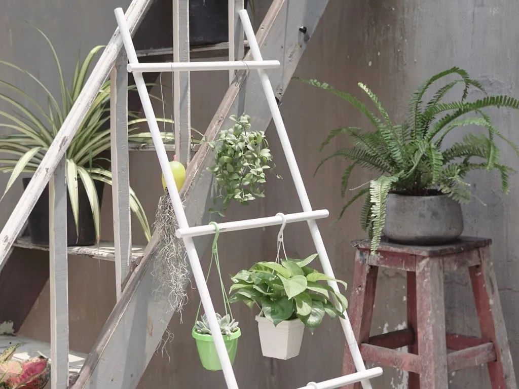 Tận dụng chiếc kệ thang trang trí để trồng cây xanh ngoài sân vườn