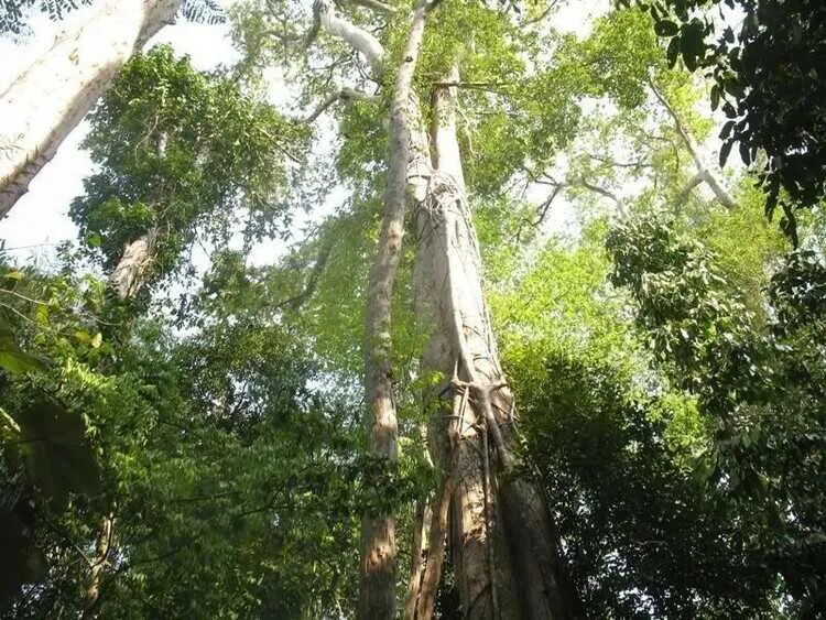 Cây gỗ gõ trưởng thành có chiều cao từ 25m đến 40m.