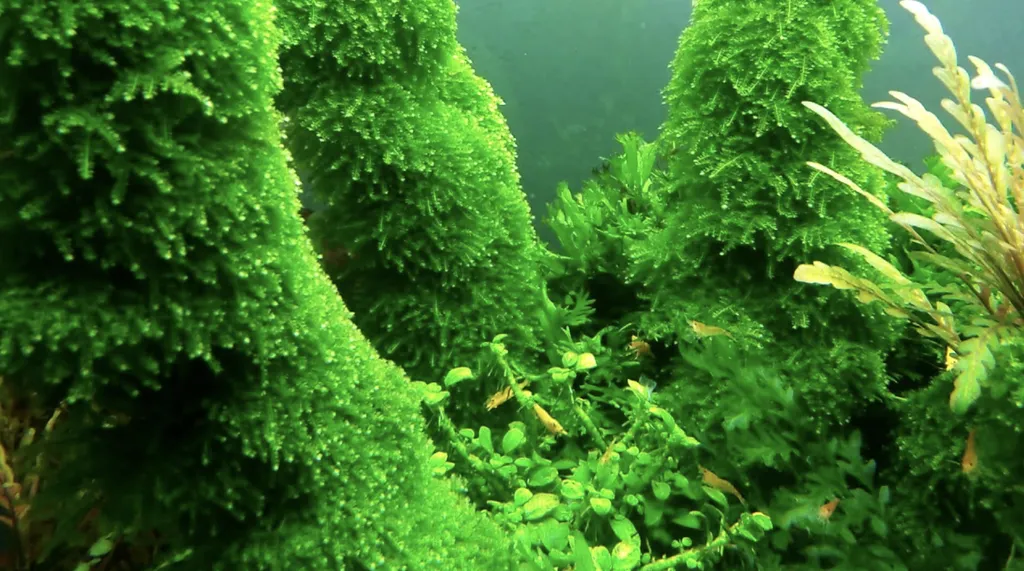 Bể cây thủy sinh phát triển xanh tốt