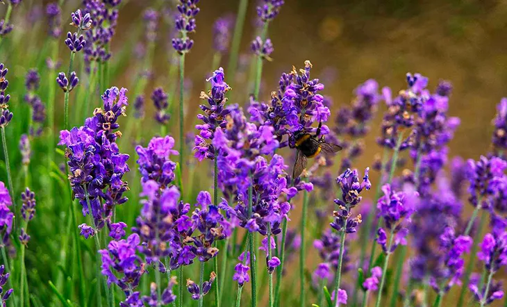 Hoa oải hương hay lavender thường được xem là kẻ thù đáng sợ của loài muỗi.