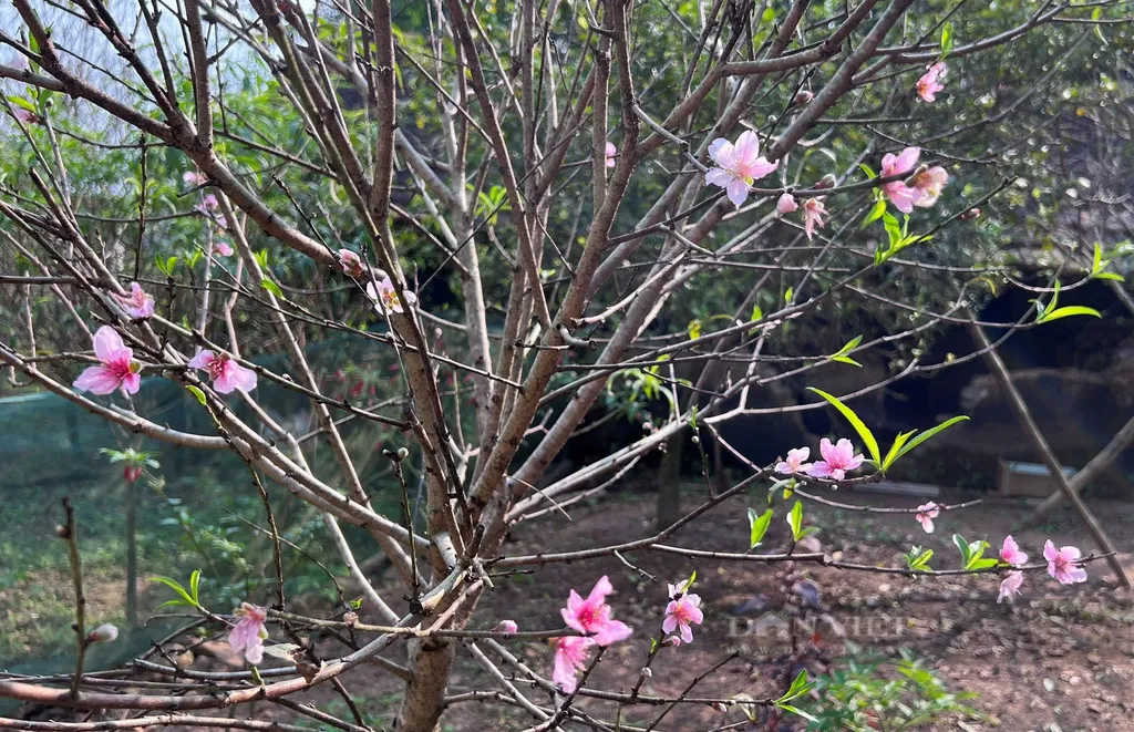 Cây hoa đào phai ở Nghệ An