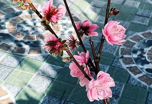 Hoa đào má hồng đẹp quyến rũ với nhiều cánh hoa chụm lại