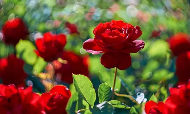 Hoa hồng đẹp trong nắng