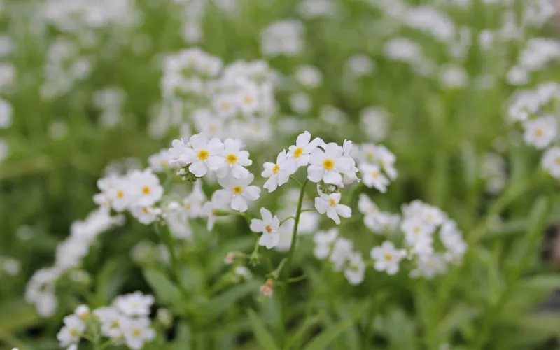 Hoa lưu ly là loài hoa mang dáng vẻ kiều diễm, đặc biệt là hoa lưu ly trắng