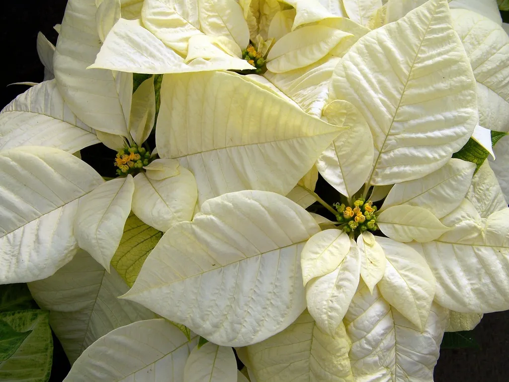 Cây hoa trạng nguyên lá trắng