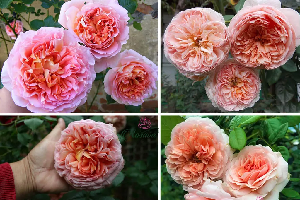 Hoa hồng Darby được coi là một trong những kiệt tác của tạo hóa bởi nét đẹp vô cùng kiều diễm của chúng