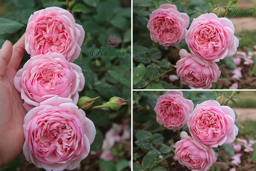 Hoa hồng leo Anh St Ethelburga rose mang một vẻ đẹp dịu dàng và thanh lịch như một "nàng hậu" thanh lịch và kiêu kỳ. Đây là loài hoa có mùi thơm đậm đà và kiểu dáng hút mắt vô cùng, thu hút mọi ánh nhìn từ lần đầu tiên tiếp xúc.