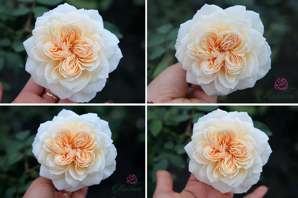 Hoa hồng leo Lichfield Angel rose mang trong mình một màu sắc nhẹ nhàng nhưng vô cùng quyến rũ. Cánh hoa xếp chồng lên nhau rất đều và dày dặn, mang lại cảm giác về một vẻ đẹp sang trọng.