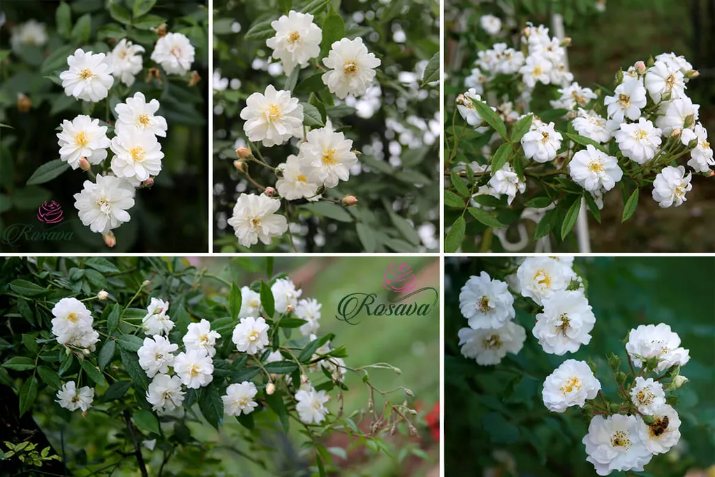 Hoa hồng leo Ngỗng Tuyết - một loài hoa hồng leo mang màu trắng tinh tế, mùi hương thơm dễ chịu và khả năng sinh trưởng vô cùng mạnh mẽ.