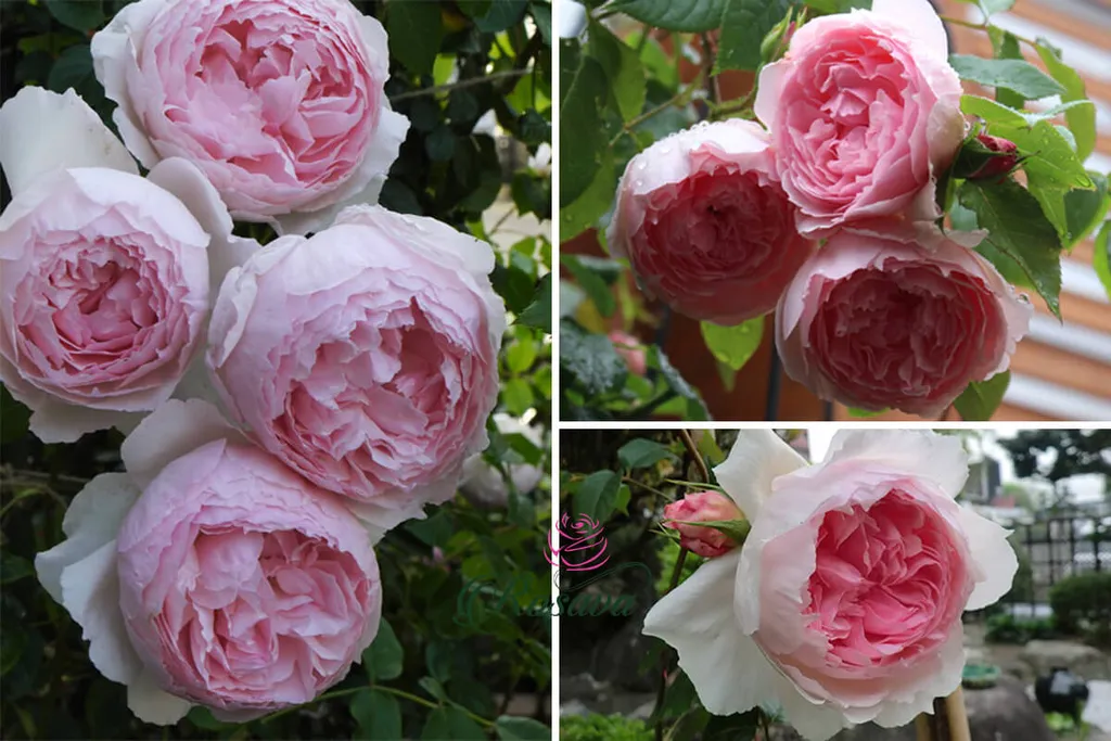 Hoa hồng leo The Wedgwood rose mang trong mình một sức sống mãnh liệt. Trong số các giống hoa hồng leo, đây là loài cho nhiều hoa nhất, chỉ sau khoảng 4-5 tuần, liên tục trong năm và mỗi chùm có thể có đến 12 bông.
