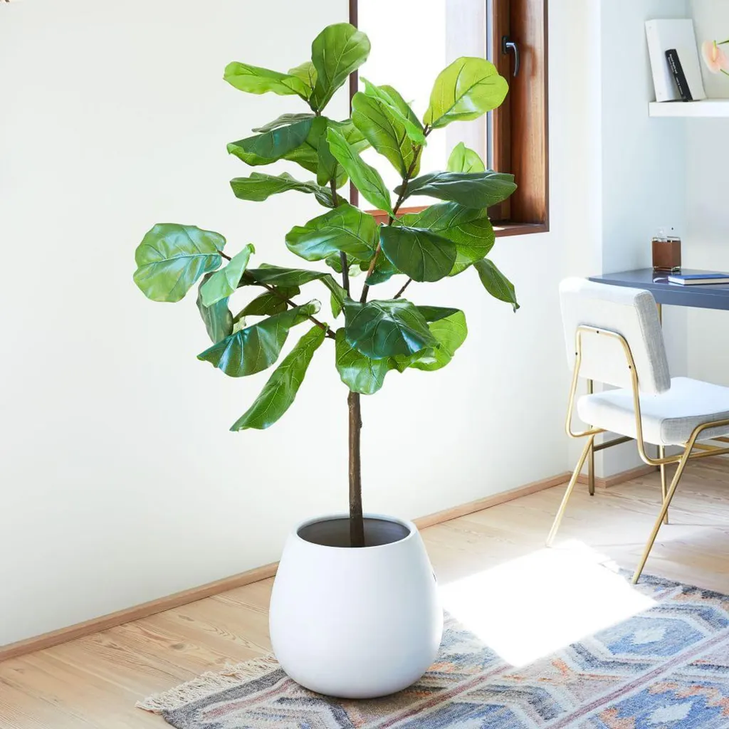 Bên cạnh việc làm đẹp không gian sống, trồng cây bàng Singapore trong nhà còn có thể giúp thanh lọc không khí, mang lại nguồn năng lượng tích cực và tạo ra một môi trường sống an lành, ấm cúng cho cả gia đình.