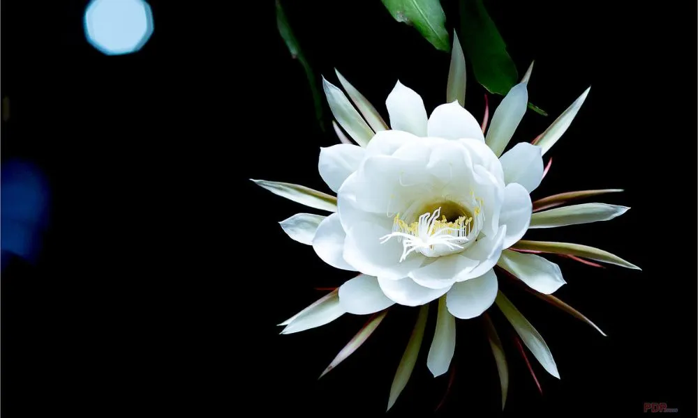 Hoa Quỳnh có tên gọi khoa học là Epiphyllum grandilobum, có nguồn gốc từ vùng núi ven biển phía đông nam của Brazil. Hoa quỳnh mang vẻ đẹp thuần khiết và cao quý, mang nhiều ý nghĩa tượng trưng, làm cho nó được yêu thích trong việc trang trí và làm đẹp cho môi trường sống.