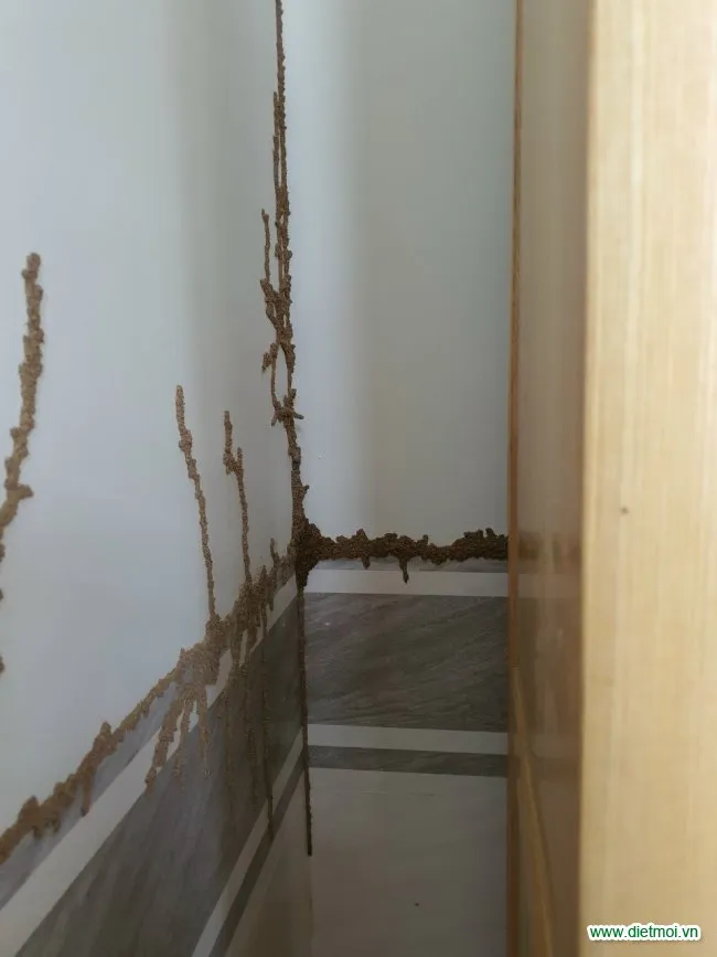 Đường ống bùn của tổ mối trong nhà