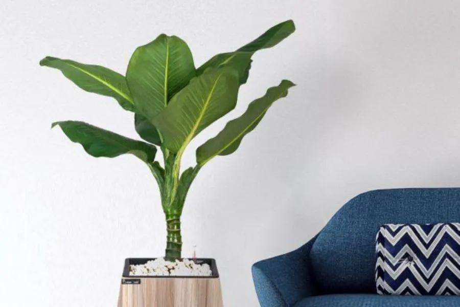 Với hình dạng và màu sắc đặc biệt, cây đại phú gia có thể làm điểm nhấn trang trí cho bất kỳ không gian nào, từ phòng khách, phòng ngủ đến văn phòng làm việc.