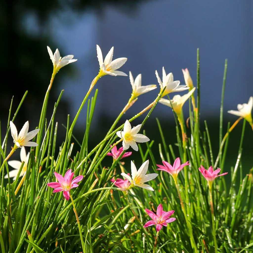 Hoa tóc tiên là một loài hoa nhỏ xinh đẹp, mang lại sự vui vẻ và hạnh phúc cho mọi người khi thưởng thức vẻ đẹp của chúng