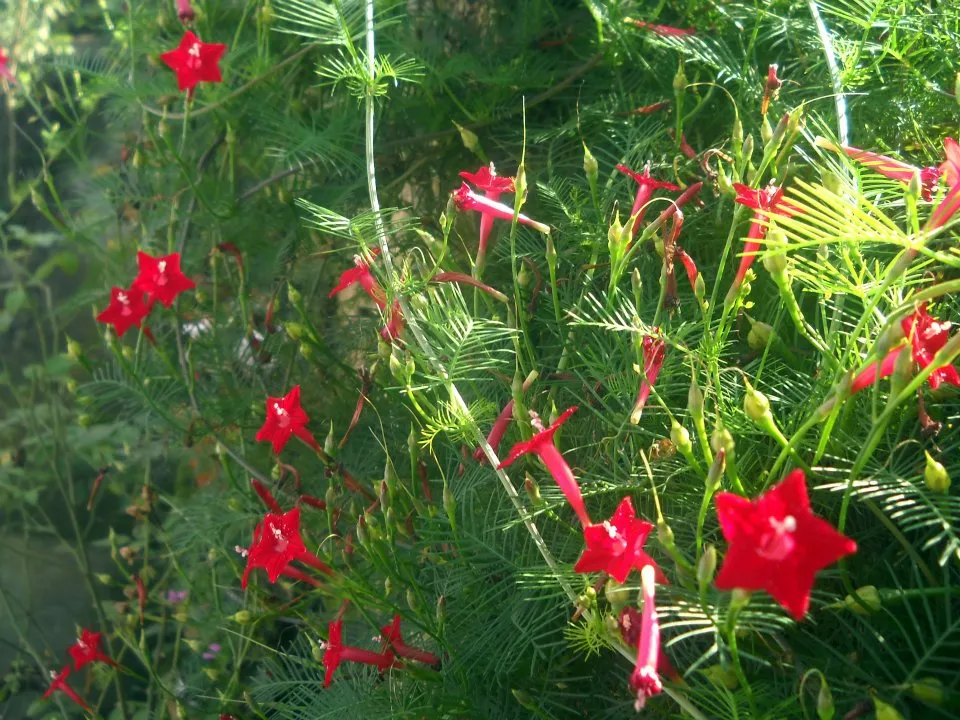 Hoa tóc tiên đỏ: Là loài hoa được yêu thích nhất với ý nghĩa giúp mang lại may mắn và điềm lành cho người trồng.