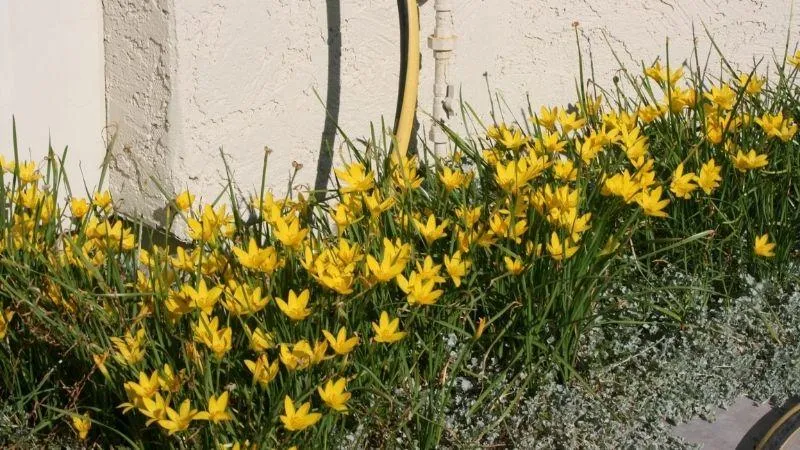 Hoa tóc tiên vàng: Loài hoa này giúp mang đến nguồn năng lượng tích cực và vui vẻ cho người trồng. Đặc biệt khi có ánh nắng chiếu vào, sắc vàng của hoa tóc tiên càng thêm lung linh, kỳ ảo.