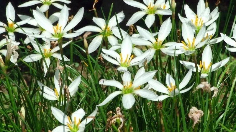 Hoa tóc tiên trắng: Loài hoa này khiến nhiều người liên tưởng đến vẻ đẹp mong manh và tinh khôi của người thiếu nữ