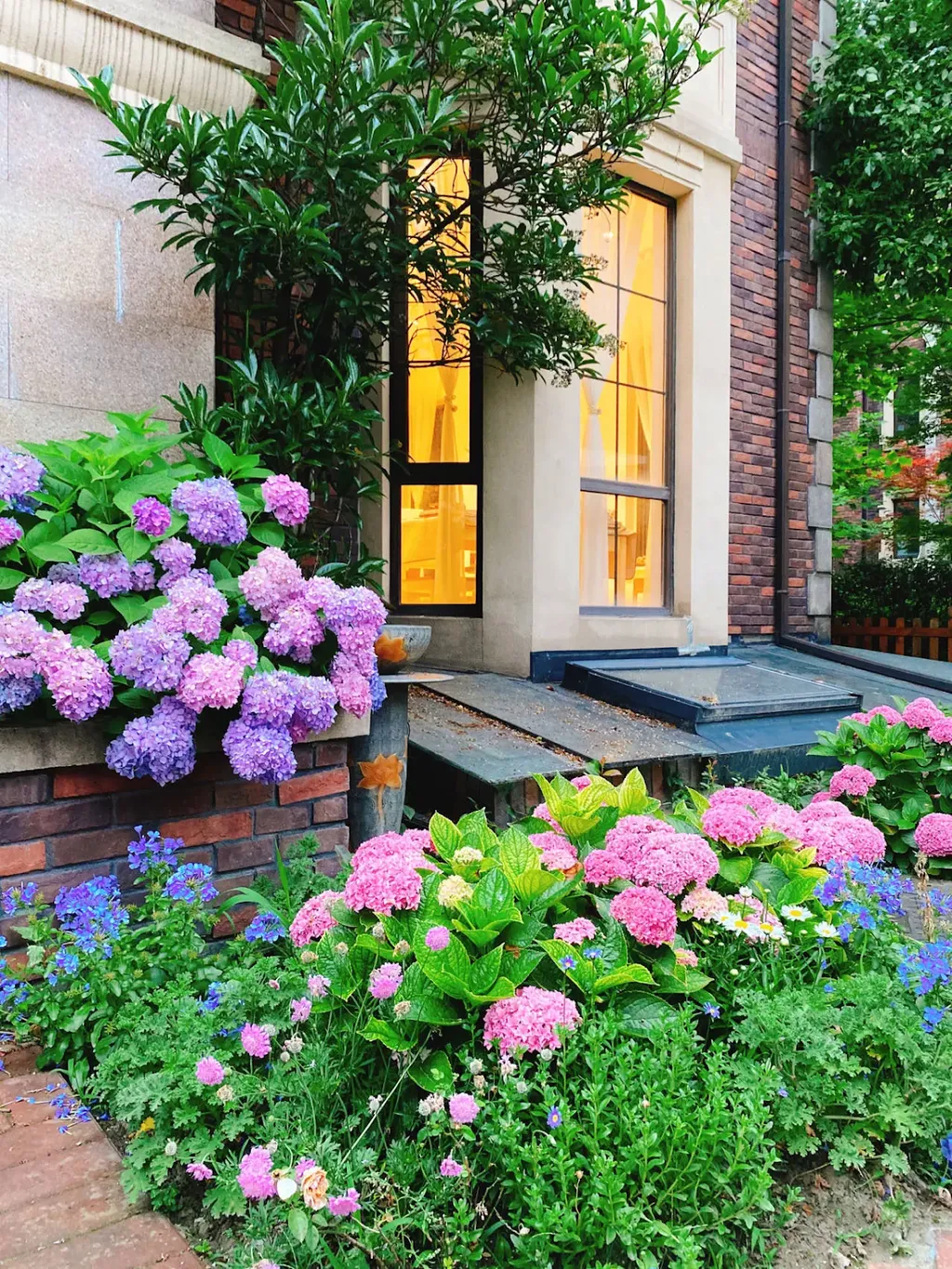 Hoa cẩm tú cầu là một lựa chọn tuyệt vời để trang trí ngoại thất, vườn nhà, lối đi và hàng rào