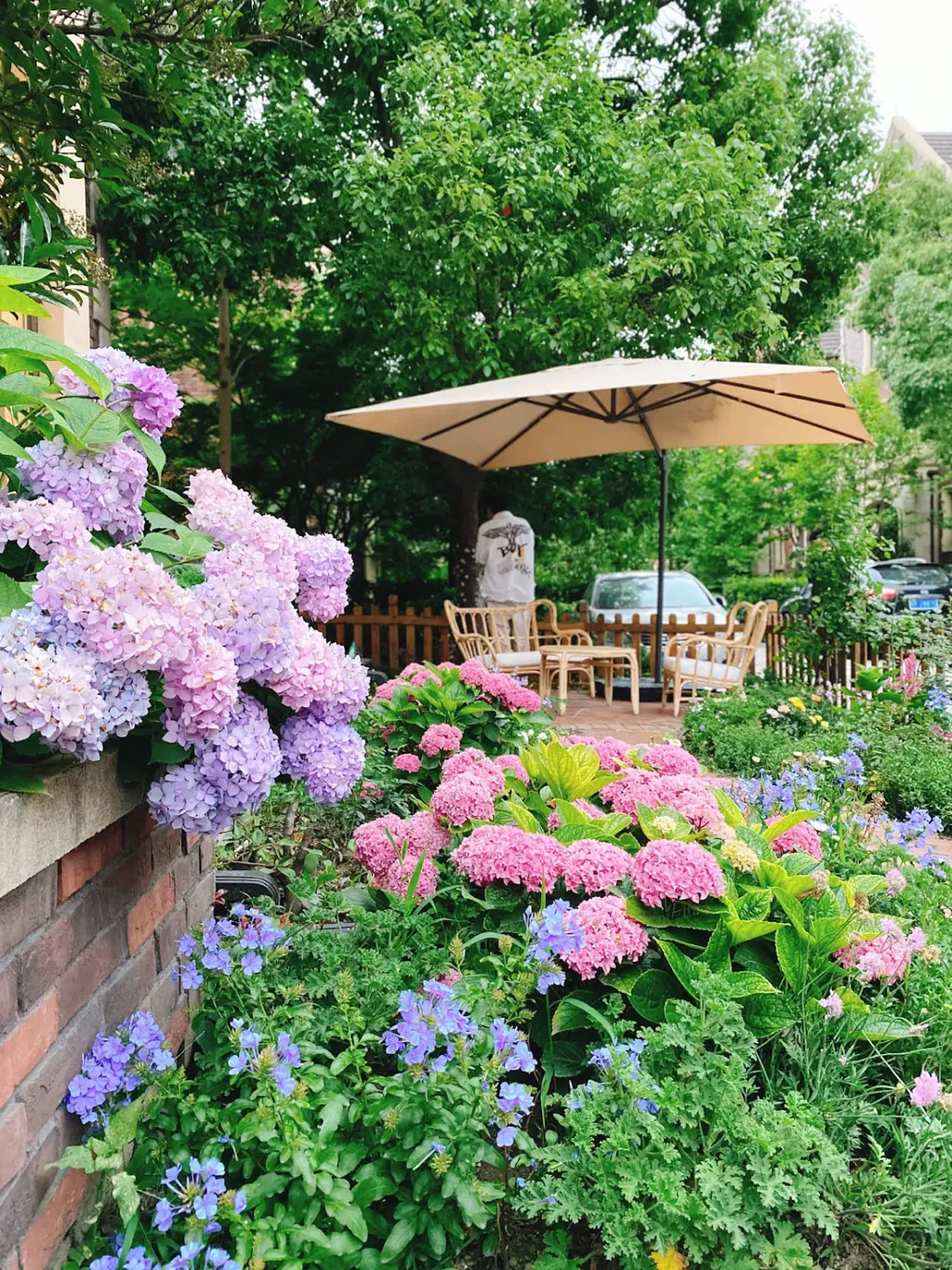 Trồng hoa cẩm tú cầu ở các khu vực mở trong vườn nhà, như các góc hoa, khu vực hoa hồng hoặc dọc theo hành lang. Với vẻ đẹp nổi bật và màu sắc phong phú, chúng sẽ tạo ra điểm nhấn tuyệt vời cho không gian xanh của bạn.