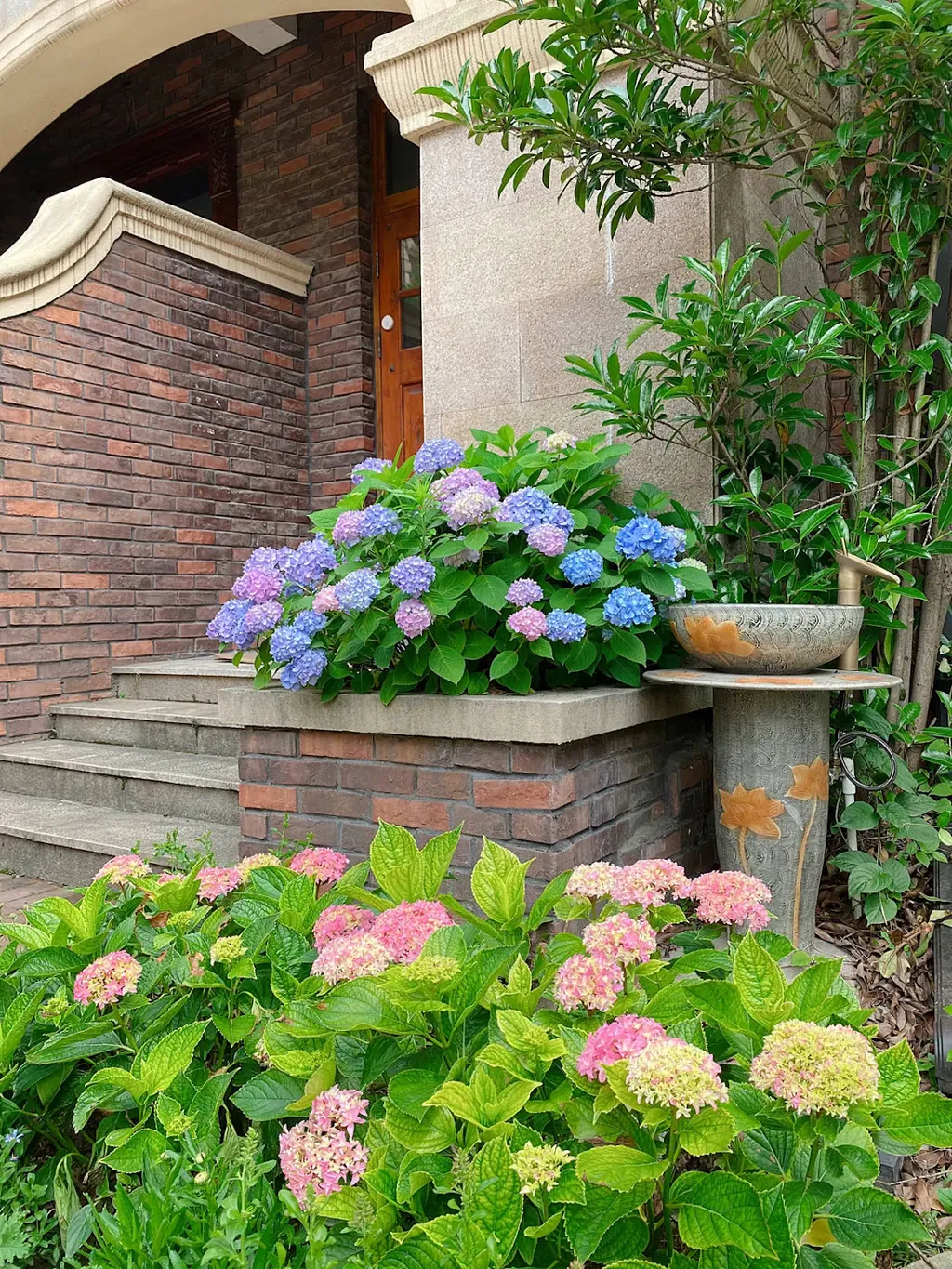Đặt các chậu hoa cẩm tú cầu trên các bậc cầu thang trong vườn nhà để tạo điểm nhấn và làm cho bậc cầu thang trở nên rực rỡ và thu hút.