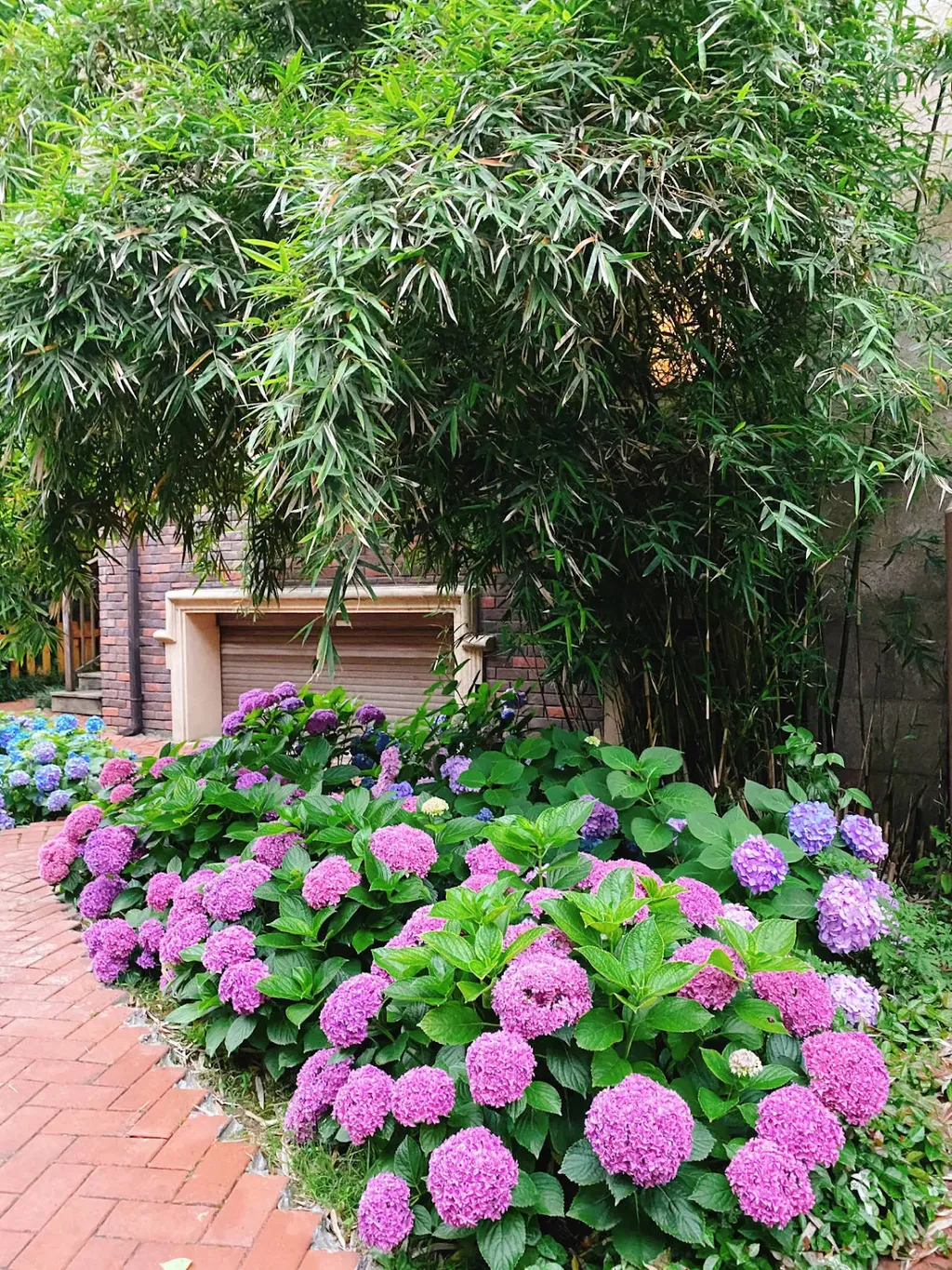 Sắp xếp các chậu hoa cẩm tú cầu dọc theo lối đi hoặc đặt chúng trên các bậc thang hoặc bàn đá. Điều này sẽ tạo ra một con đường rực rỡ và lôi cuốn, đặc biệt vào mùa hè khi hoa nở rộ.