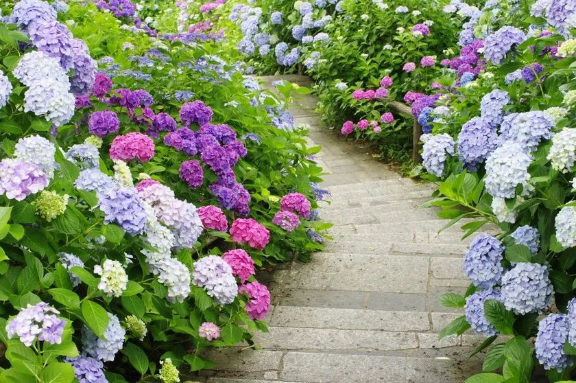 Hoa cẩm tú cầu là một lựa chọn tuyệt vời để trang trí không gian ngoại thất, mang lại sự tươi mới và sắc màu cho vườn nhà và không gian sống của bạn.