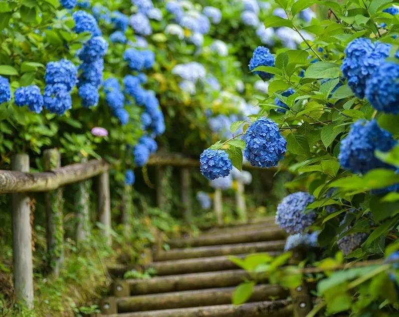 Treo chậu hoa cẩm tú cầu lên hàng rào hoặc bức tường sẽ tạo ra một bức tranh hoa nghệ thuật và làm cho hàng rào trở nên sống động và sinh động hơn.