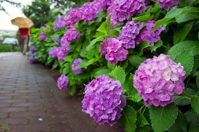 Sử dụng hoa cẩm tú cầu để tạo ra các điểm nhấn trong không gian vườn, như góc ngồi, góc thư giãn hoặc khu vực tiệc nướng ngoài trời. Bạn có thể đặt chúng trong các chậu hoặc trồng trực tiếp vào đất để tạo ra một bức tranh hoa phong phú và đa dạng.