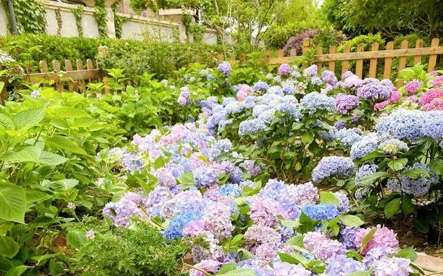Dành một phần của vườn nhà để trồng hoa cẩm tú cầu, tạo thành một khu vườn hoa đặc biệt với sự đa dạng màu sắc và hình dáng.