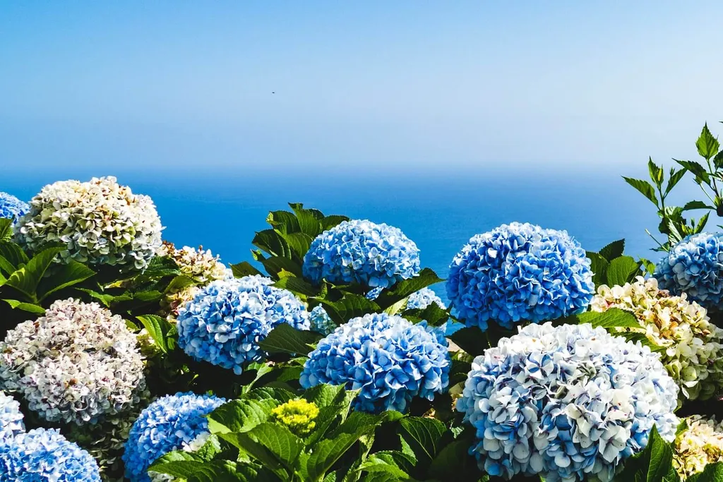 Với vẻ đẹp rực rỡ và sự phong phú của màu sắc, hoa cẩm tú cầu cũng thường được coi là biểu tượng của sự thịnh vượng và may mắn. Trong một số nền văn hóa, chúng được trồng trong vườn hoa hoặc được đặt trong nhà để mang lại may mắn và tài lộc.