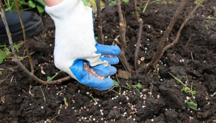 Cách trồng hoa cẩm tú cầu bằng hạt: