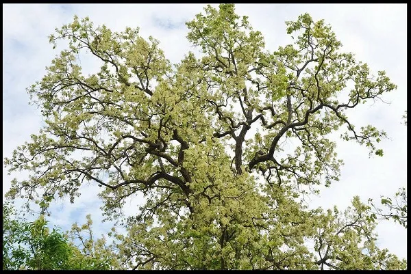 Công dụng diệu kỳ của cây sala (cây tha la) với sức khỏe