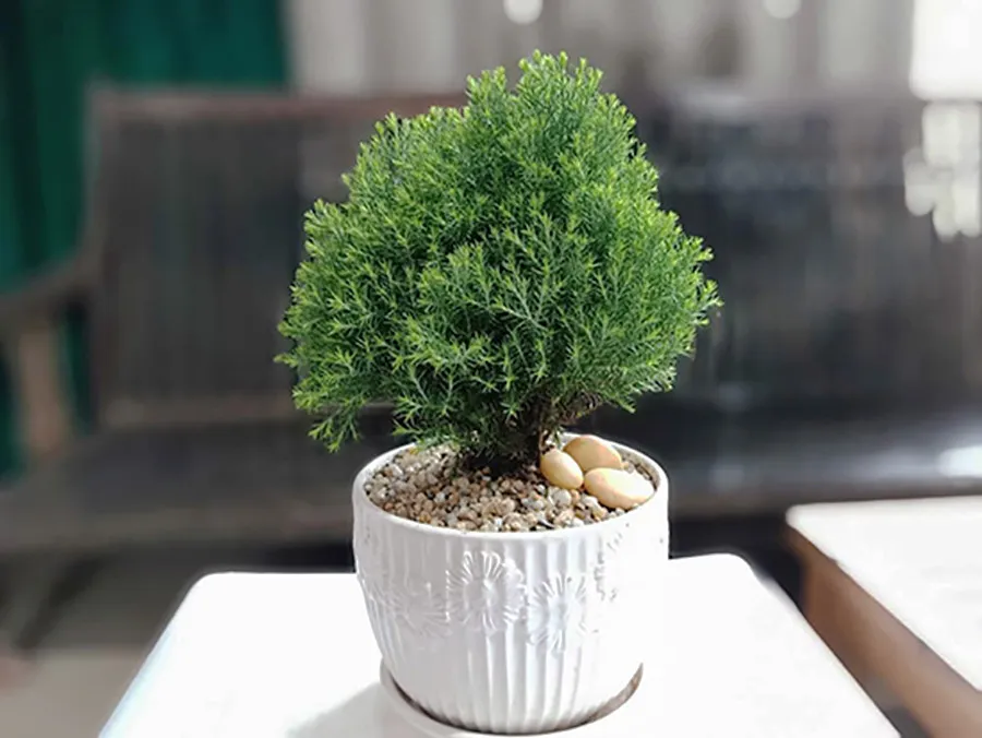 Cây tùng bồng lai là một loại cây thường xanh mang lại sự thanh lịch và độc đáo cho không gian sống, với đặc điểm nổi bật như thân thẳng đứng, lá mảnh.